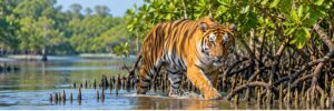 সুন্দরবন: প্রকৃতি ও বন্যপ্রাণীর অপূর্ব রাজ্য